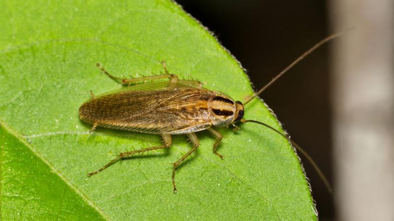 german cockroach sitting on a leaf
