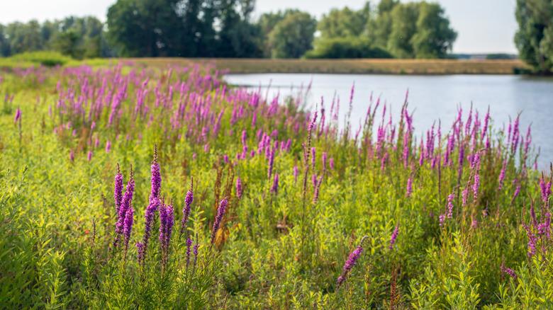 purple loosestrife taking over marsh