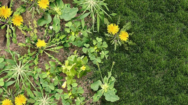 weeds growing in a yard