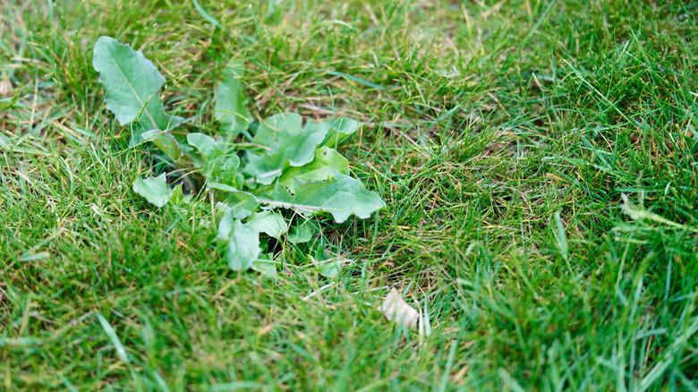 ugly weed in a lawn