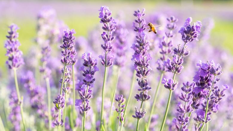 Lavender plant