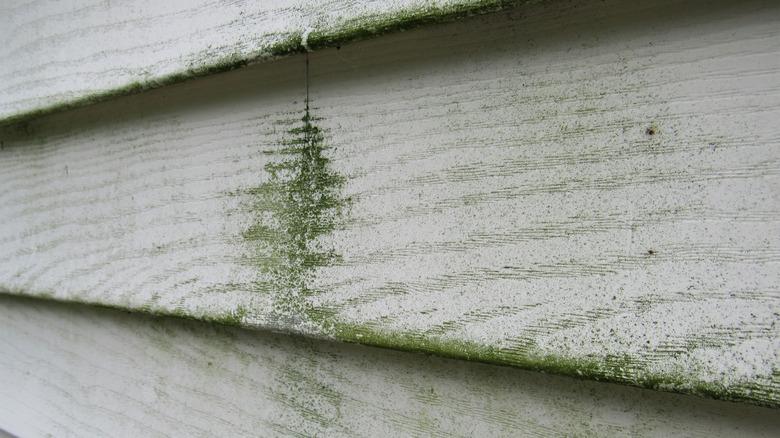 Spraying water on algae-covered exterior siding