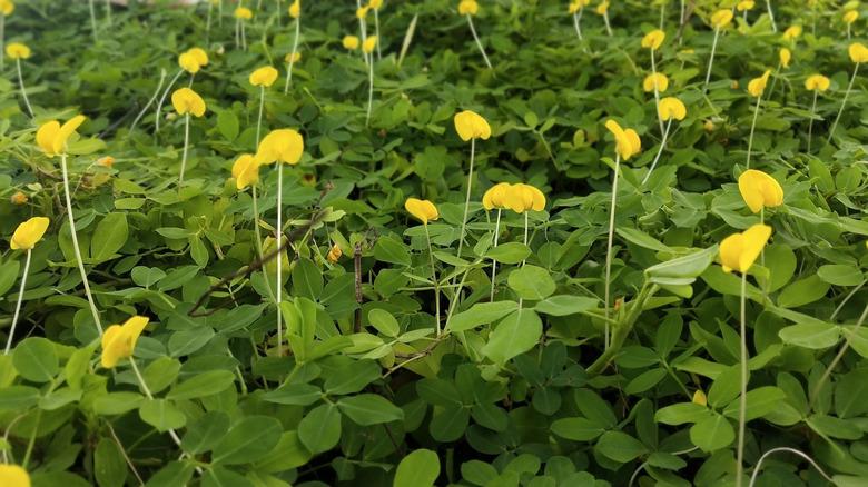 Perennial peanut plants with yellow flowers