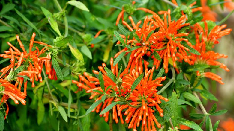 Lion's tail flowers