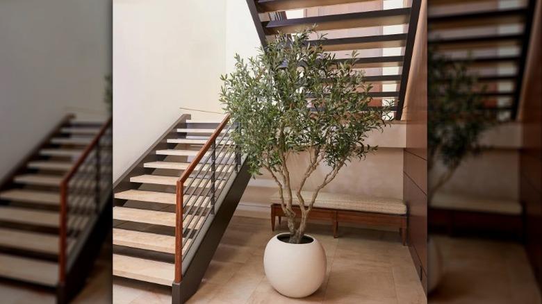 video of viral faux olive tree in costco store