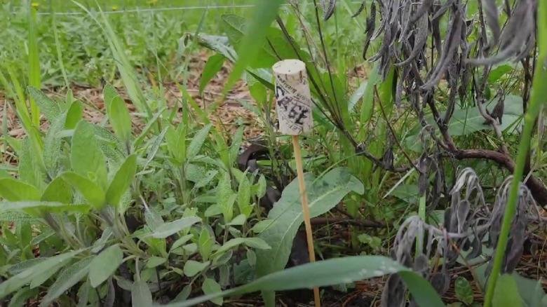 A garden marker made from a cork and dowel staked in the garden.