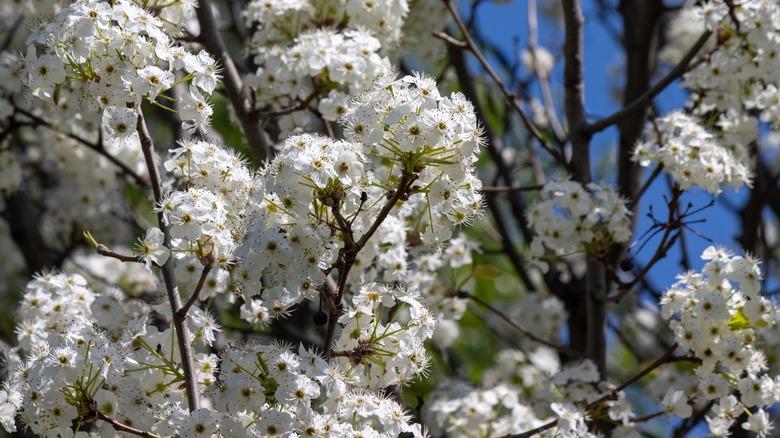 flowering bradford pear tree with white blossoms