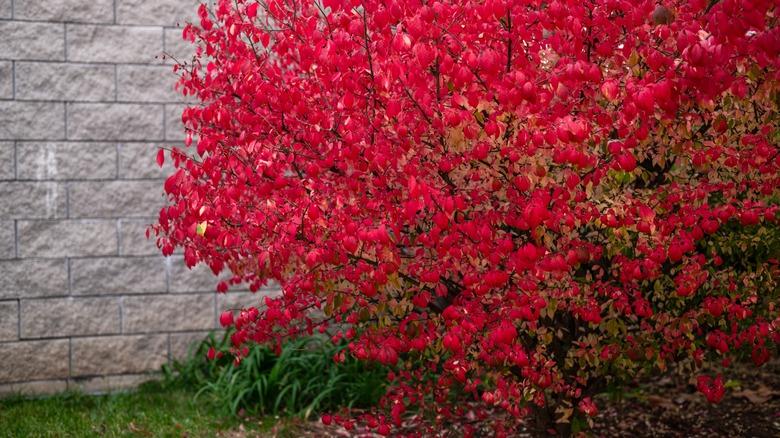 burning bush in fall against brick wall