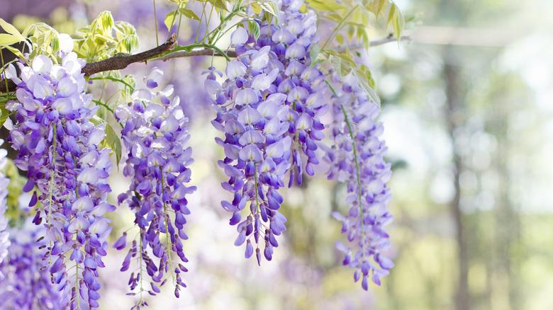 chinese wisteria blooms