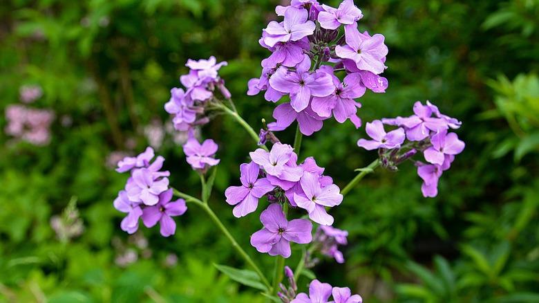 closeup of Dame's rocket flowers