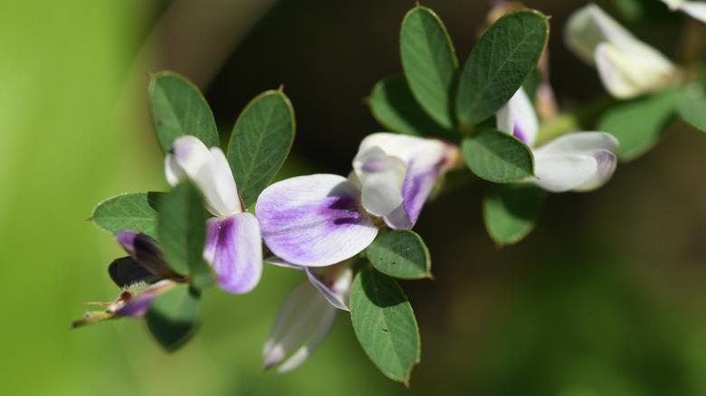 closeup of silky bush clover flower with purple white blooms