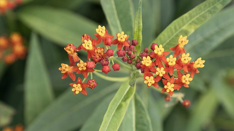 closeup of red and yellow tropical milkweed flowers