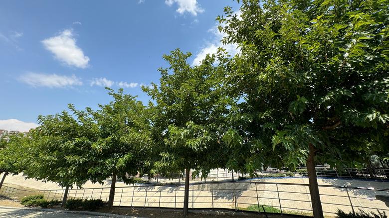 Row of mulberry trees