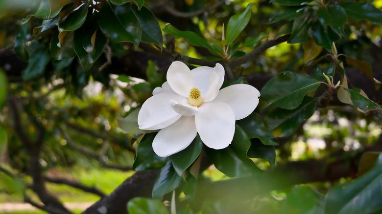 A Magnolia grandiflora bloom