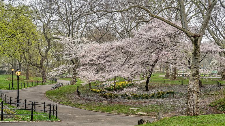 Sweet crabapple trees in bloom