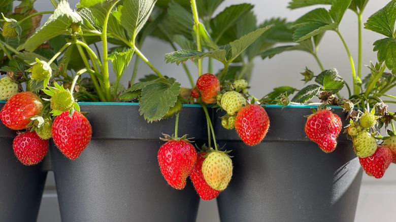 strawberries hanging over the edge of plant pot