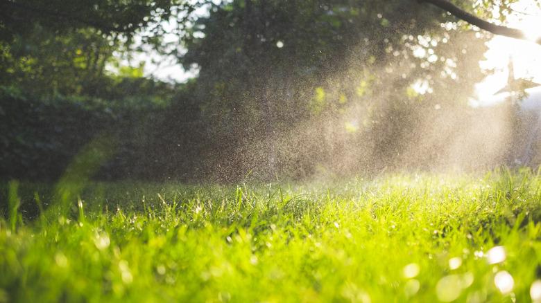 Mist settling on a lawn during the early morning hours.