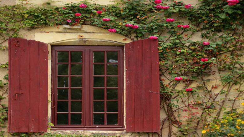 dark red window and shutter framed by pink climbing roses