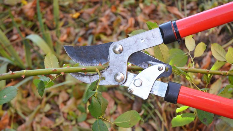 close up of pruning shears cutting rose plant