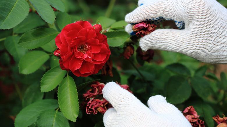 close up of gloved hands pruning dead red climbing roses