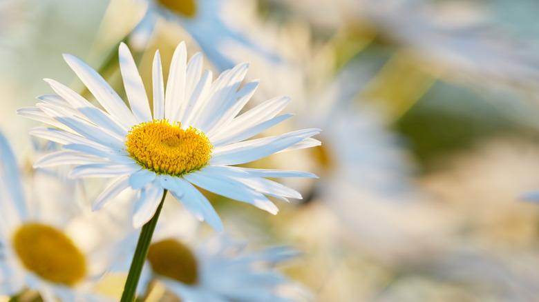 white and yellow daisy up close