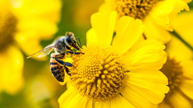 Bee collecting nectar on a yellow single petaled flower