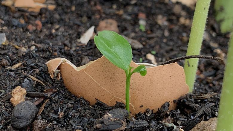 A discarded eggshell sits in the dirt beside a sprouting plant.