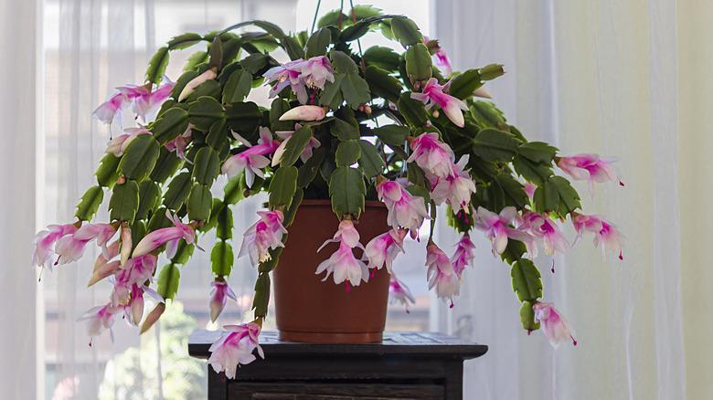 A Christmas cactus with pink blossoms sits on a podium in front of a window.