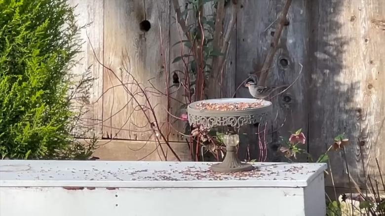 Bird perched on cake stand bird feeder in front of wooden fence