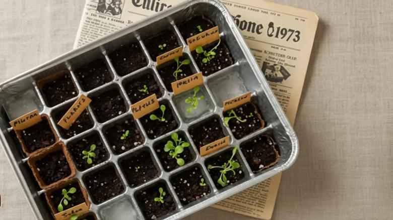 Aluminum ice cube tray filled with soil and seedlings