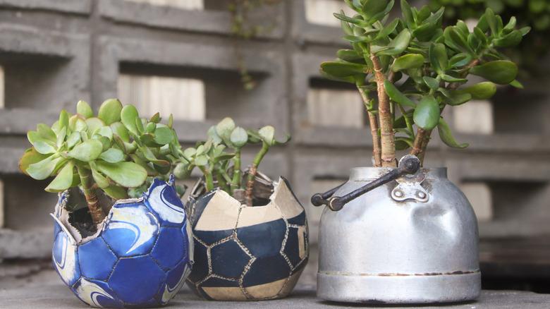 Jade planted in old soccer balls and teapot