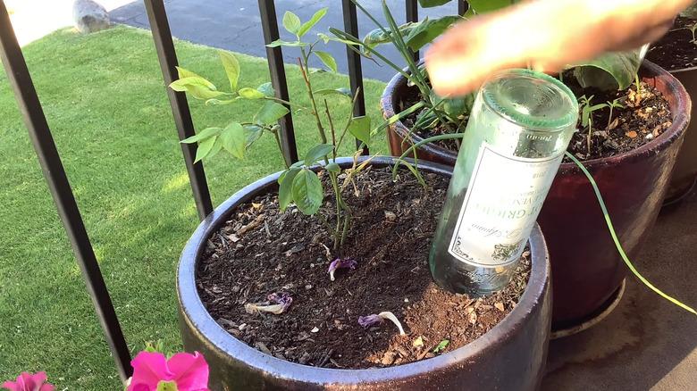 Hand placing upside-down wine bottle in soil of potted plant on balcony