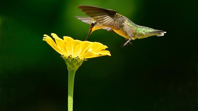 Hummingbird hovering near flowers