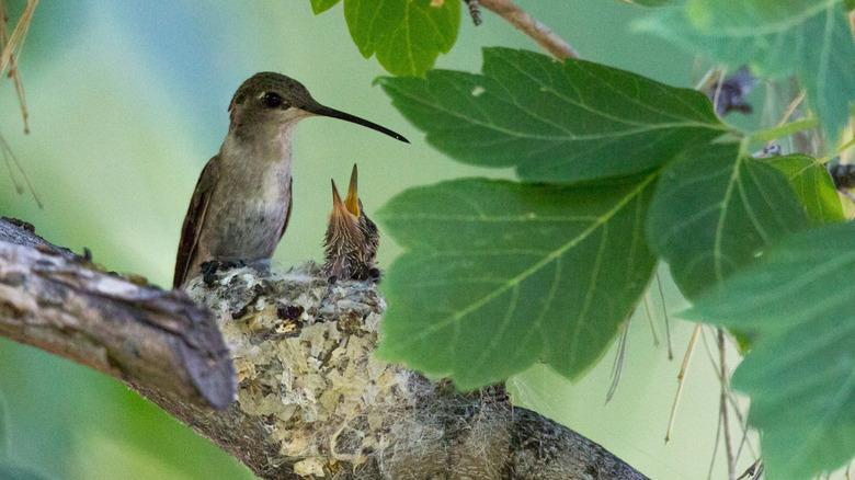 mother hummingbird with baby in a nest