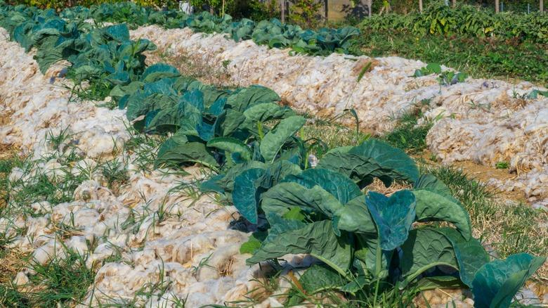 piles of raw wool in garden alongside crops