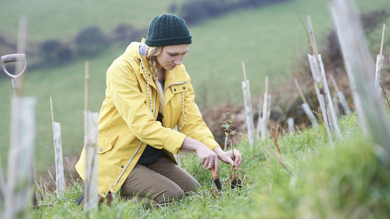 woman in coat and knit hat planting a small tree