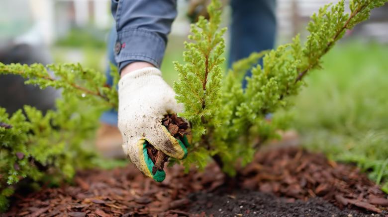 close up of pine tree being planted and mulched