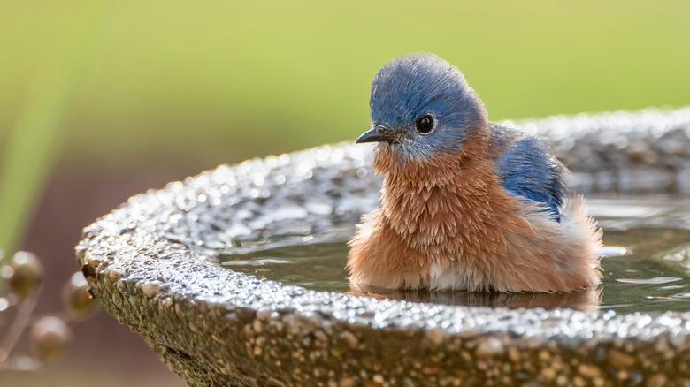 A puffy male Eastern Bluebird sits in a birdbath
