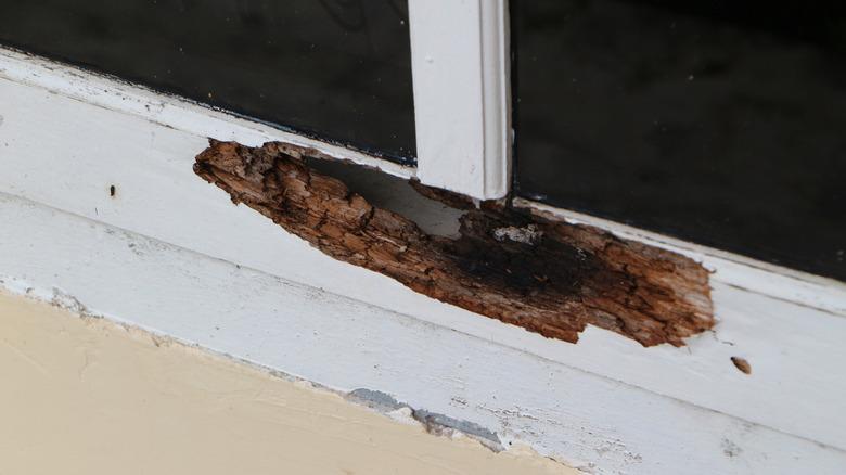 rotten hole in windowsill