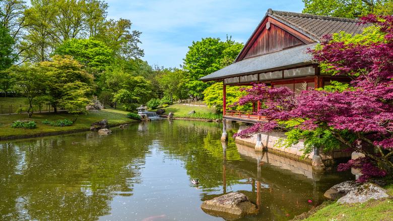 Tree foliage giving color to a Japanese garden