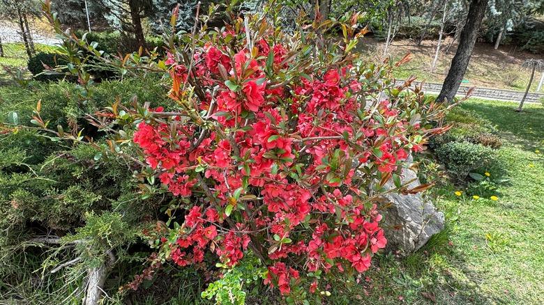 Native quince flowering in a Japanese garden