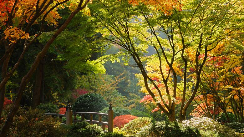 Portland's Japanese Garden in Autumn