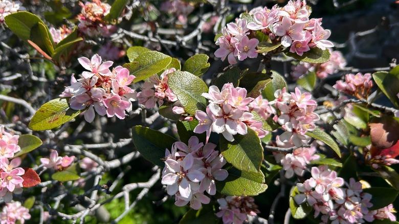 closeup of Indian hawthorn flowers