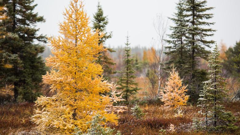 golden tamarack tree