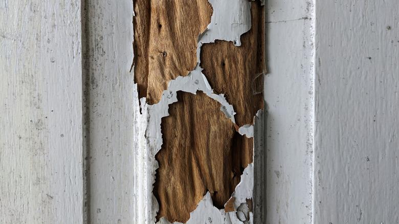 A wooden panel features massive termite damage, with the paint peeled away to show tunnels throughout.