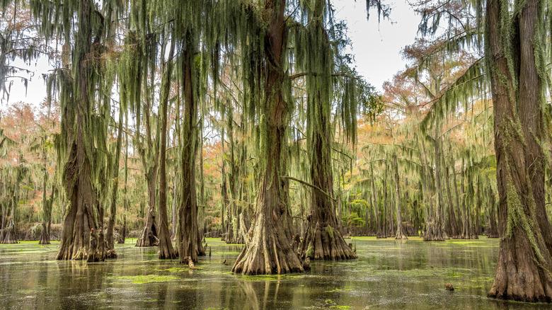 cypress trees in a swamp